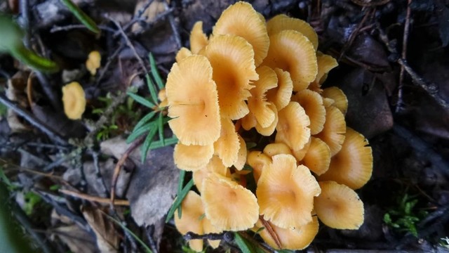 野生蘑菇