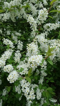 大興安嶺稠李子花