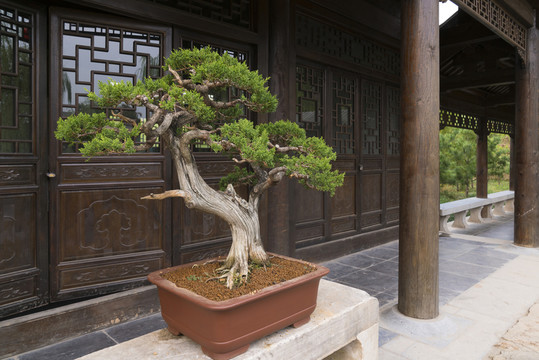 松樹盆景