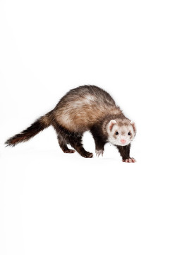 動物