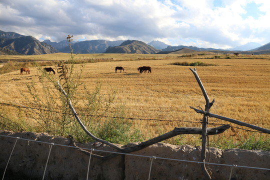 麥田馬群