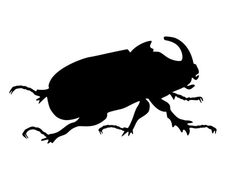 昆蟲(chóng)