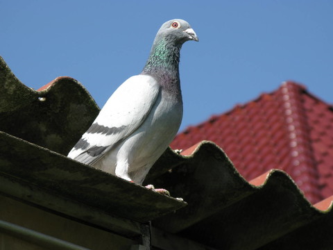 鳥