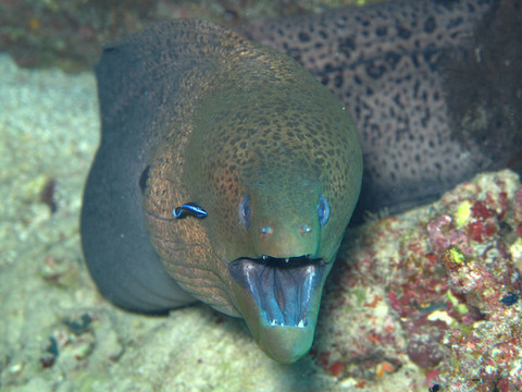 魚