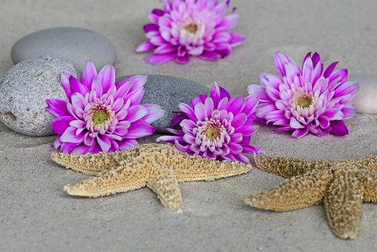 靜物與花和海星