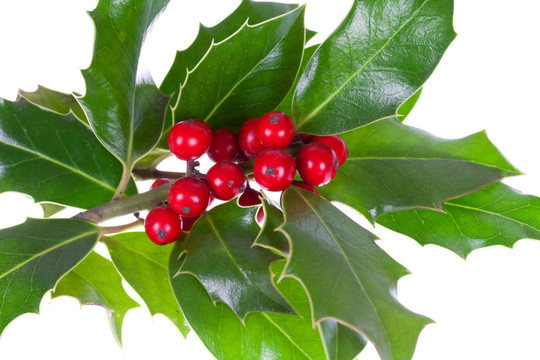 ？苦丁茶冬青aquifolium，冬青