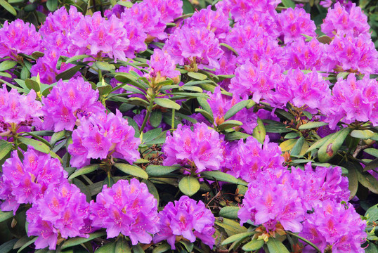 杜鵑花20