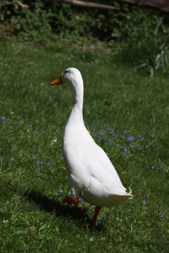 laufenten