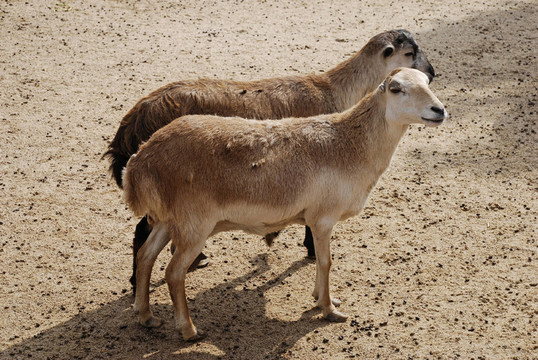 動物