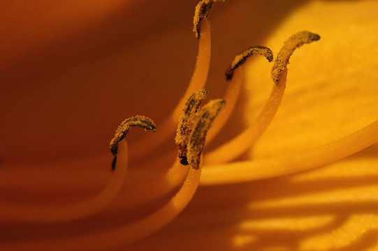 開花