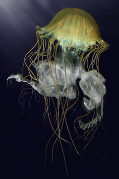 水母wd12