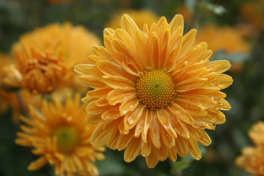 菊花