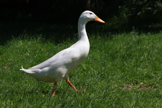 laufenten