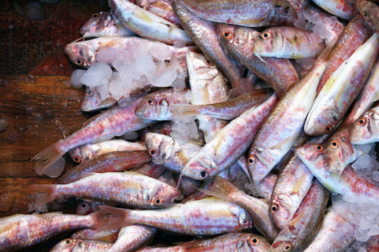 魚市場
