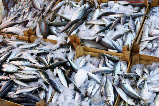 魚市場