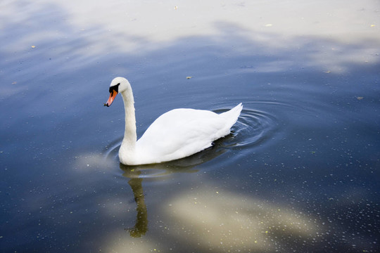 H？ckerschwan5