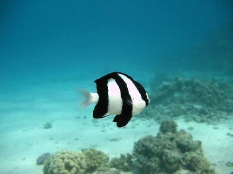 藍(lán)色的魚