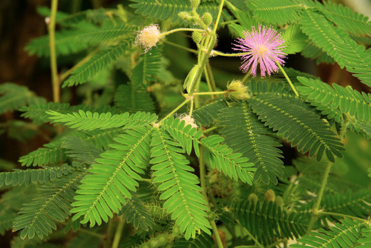 含羞草- mimosa 02