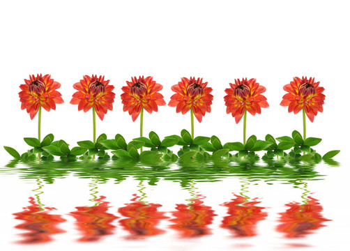 花卉