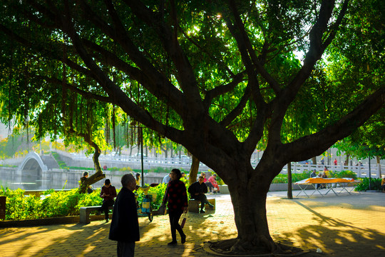 公園里的古樹(shù)