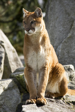 美洲獅