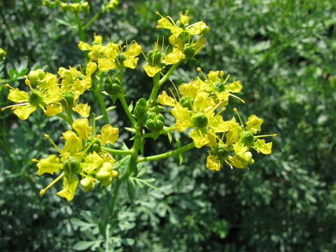 開花的葡萄，ruta graveolens