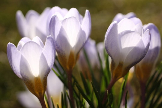 krokusblü十
