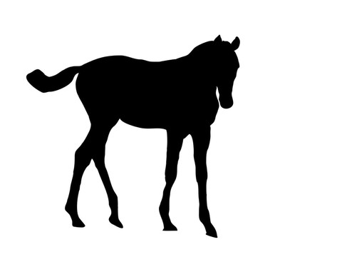 馬