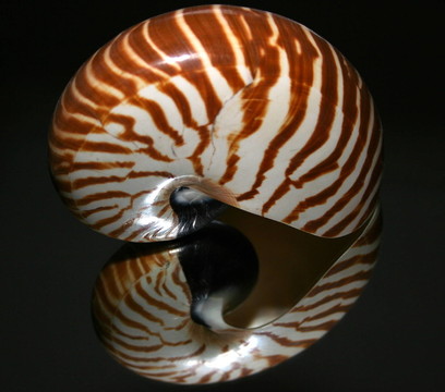鏡像
