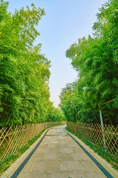 公園竹林 高清大圖