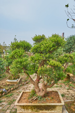 古樁盆景 高清大圖