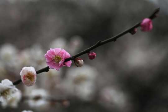 梅花