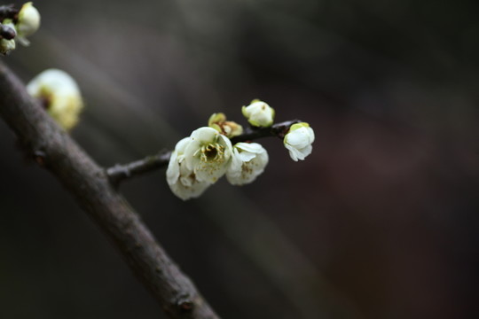 梅花