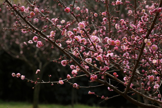 梅花