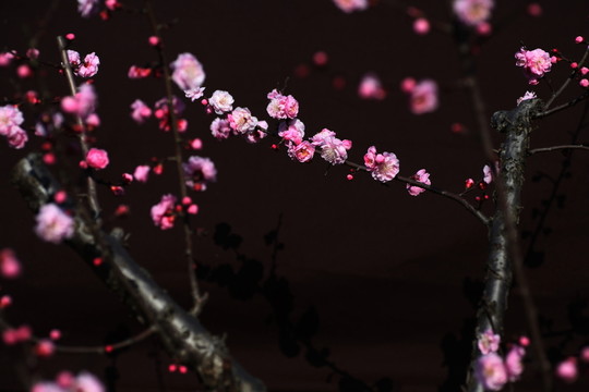 梅花