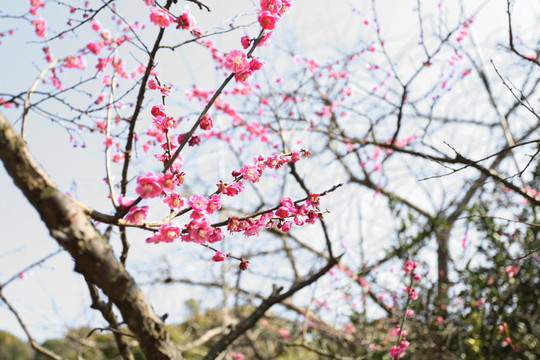 梅花