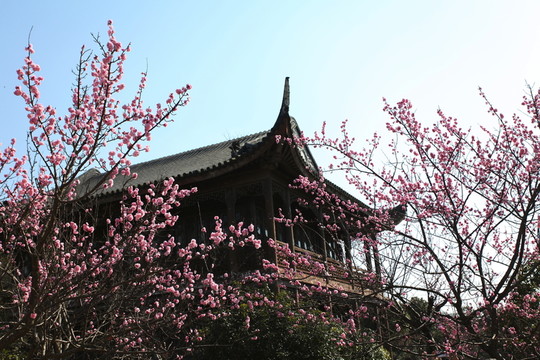 梅花