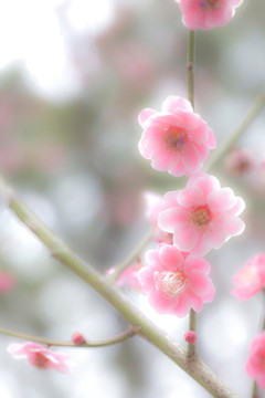 梅花