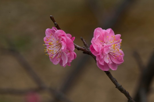 梅花