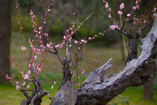 梅花