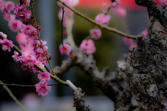 梅花