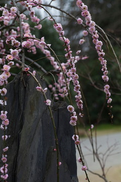 梅花