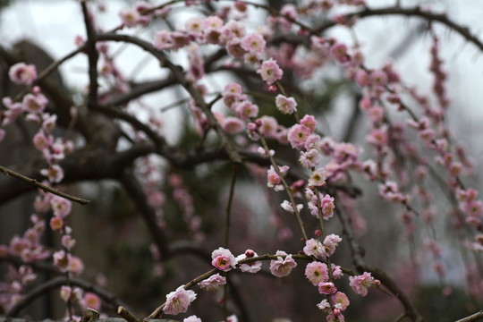梅花