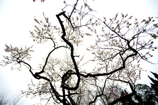 梅花