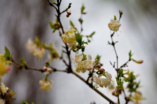 梅花