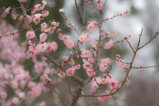 梅花