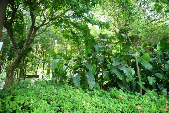 熱帶植物