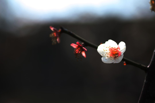 梅花