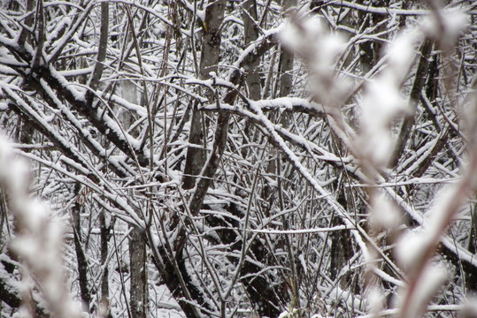大興安嶺森林初雪