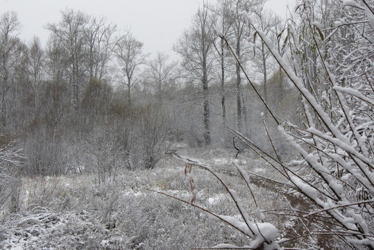 大興安嶺森林初雪
